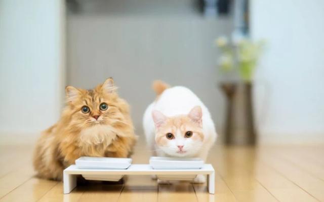 创新营销城会玩!从黑猫命名看欧拉品牌的破圈思维