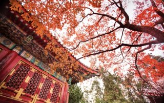 北海清波、香山红叶：与欧拉黑猫邂逅“北平的秋”