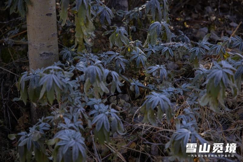雪山觅境 2021年一汽丰田生物多样性守护者行动圆满完成