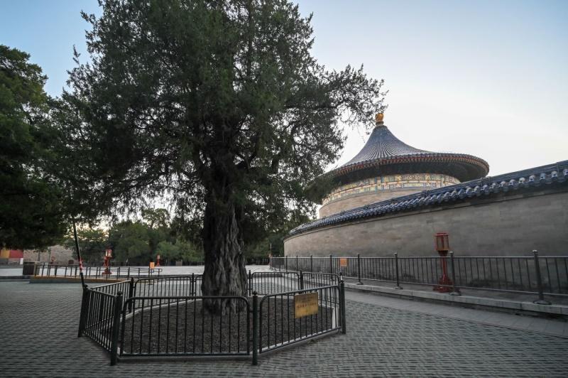 世界城市日——《北京自然城市古树观赏指南》发布,奥迪中国邀您共绘绿色美好宜居城市画卷